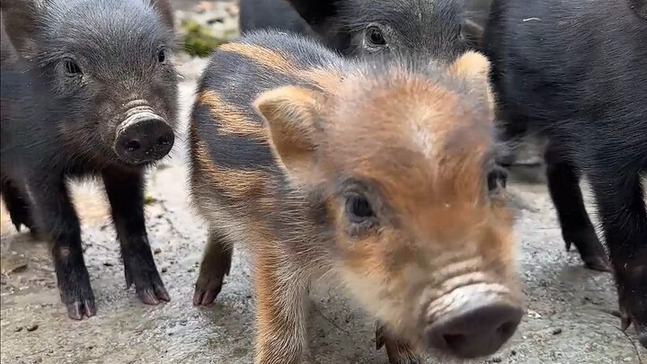 Preparing postpartum meals for the piglets—only when they eat well can the little ones nurse properl