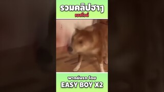 รวมคลิปฮา พากย์นรก #short #easyboy #คลิปฮา #เบสไวน์