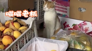 Seekor kucing baik yang mencintai pekerjaannya dan berdedikasi pada pekerjaannya!