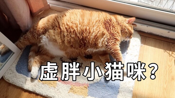 Will the orange cat that usually flattens the kang bed on weekdays shrink when it takes a bath?