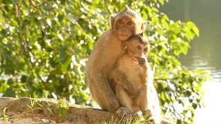 Good Relationship Paty Vs Lola, Never Seem Before Paty Hug Lola While She Wet, Adorable Monkey Lola