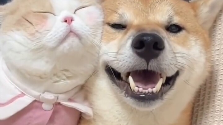 It turns out that the little dog can't resist the fun of petting cats