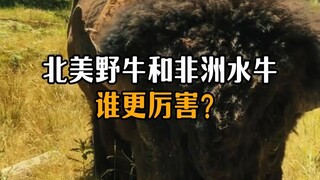 Mana yang lebih kuat, bison Amerika Utara atau kerbau Afrika?