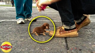 12 อันดับ สุนัขที่มีขนาดเล็กที่สุดในโลก (น่ารักจุ๋มจิ๋ม)