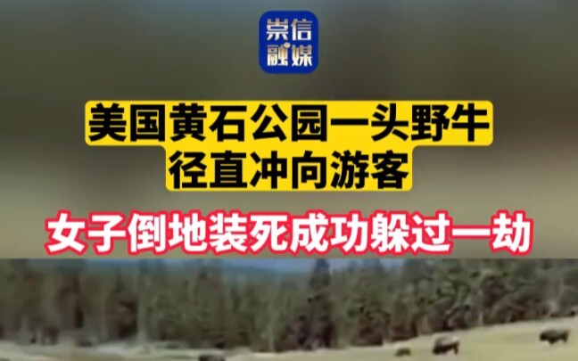 A wild bison at Yellowstone National Park charged straight at tourists. A woman fell to the ground a