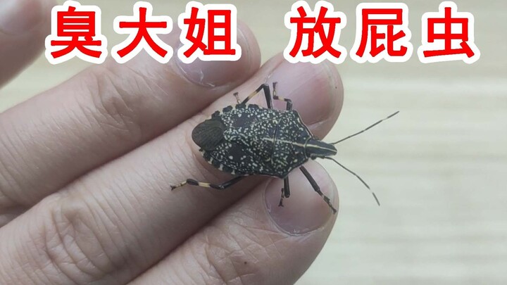 Did the stinky lady actually smoke the cockroach to death? Unreliable bedbug science video!