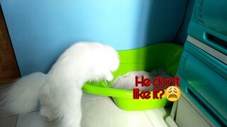 New cat litter box for snow🐱