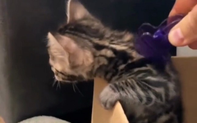 How to Seal a Kitten