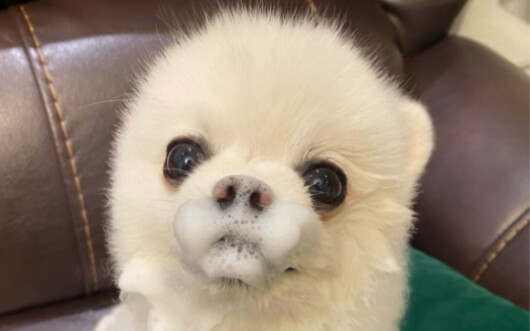 Kabarnya kalian semua lagi mencari Kue Anjing Renyah, ya, inilah Sang Jenderal Besar ini!