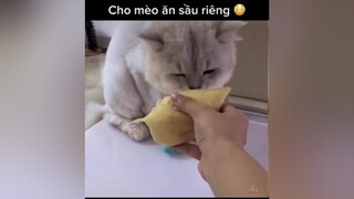 Khi cho mèo ăn sầu riêng sẽ như thế nào? 😌 meo xuhuong mèo meoansaurieng durian meosaurieng saurieng sầuriêng