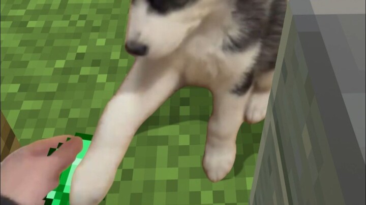 Hành Trình Kiếm Mồi Của Chú Husky