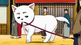 [Cảnh nổi tiếng Gintama] Tôi đã câu được rất nhiều cá cho bạn, dậy ăn đi