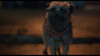 Strays - Watch Full Movie Link In Description