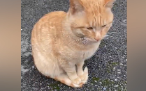 Cat: It’s not even my tail—can’t I step on it just a little?…