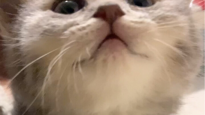 Xong rồi, hình như cô ấy coi mình là vú nuôi…