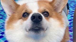 I was startled—this little dog can rap!