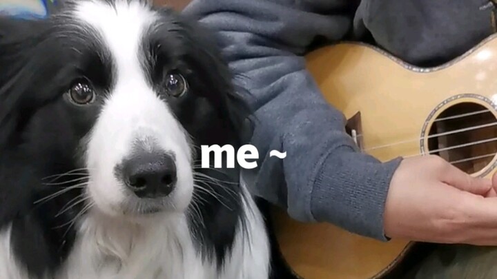 Anjing Kecil yang Nyanyi untuk Pertama Kalinya～