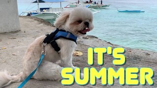 Shih Tzu Dog Goes to the Island For Summer Vacation