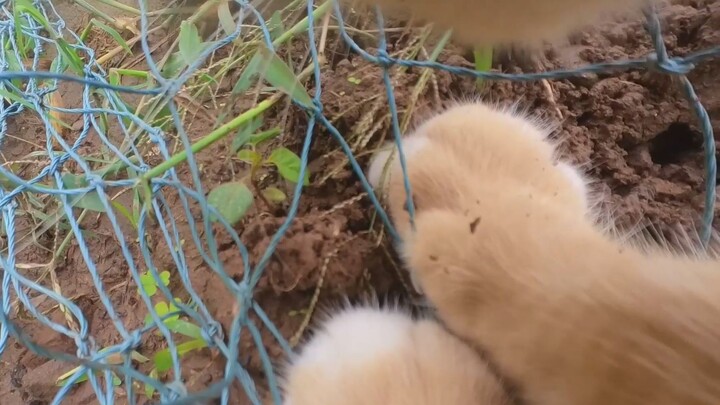 A Country Kitten’s Idyllic Life in the Countryside!