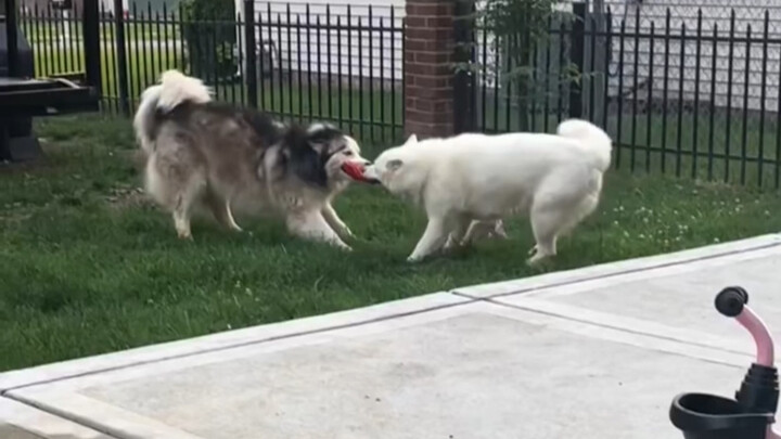 สองหมาแย่งของเล่นกัน แย่งกันตั้งแต่เช้ายันค่ำ!