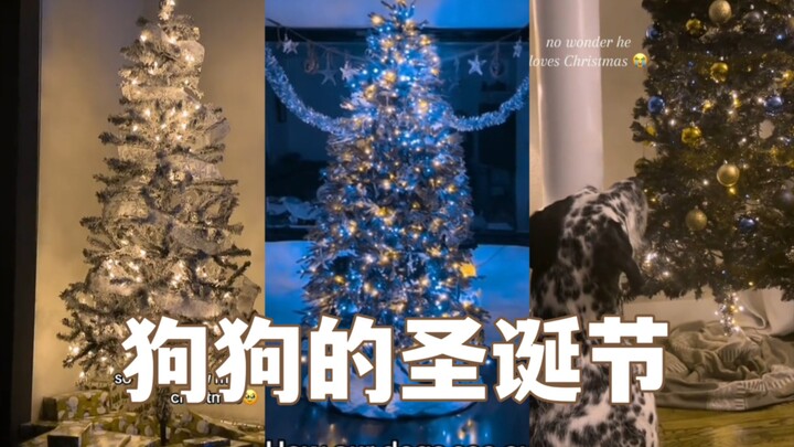 What does Christmas look like through a dog's eyes?💙💛