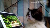 "Bird watching"| Relaxing Cat video