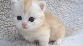 10 สุดยอดวิดีโอลูกสัตว์น่ารัก 2017 น่ารัก