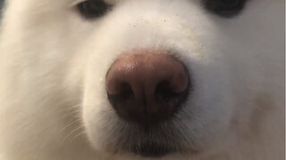 Looking at Samoyed up close, it looks like a pig