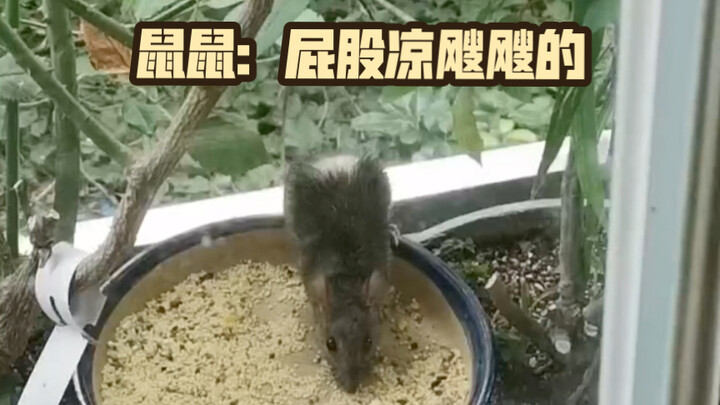 I set a glue trap last night, and today the mouse showed up with its butt completely bare…