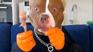人狗合作的吃播表演，掀开盖子看到大鸭腿那一刻，狗子眼睛都亮了