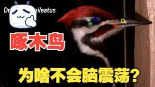 啄木鸟到底是好鸟还是坏鸟？它为啥不会脑震荡？