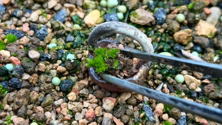 ตะกร้าเล็กที่ปลูกไว้เมื่อสองเดือนก่อน ตอนนี้เต็มแล้วในเวลาสองเดือน!