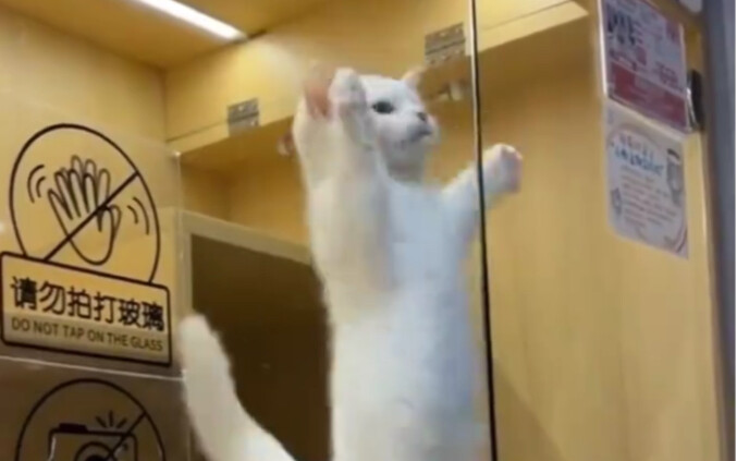 เฮาพีโถว