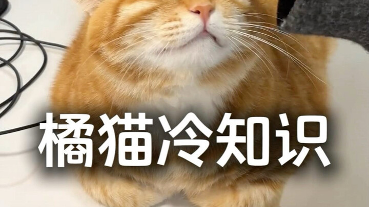 Kiến thức thú vị về mèo cam