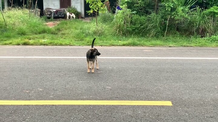 เสียง​หมา​เห่า​หมา​น้อย​น่ารัก​เห่า​เก่ง​มาก​