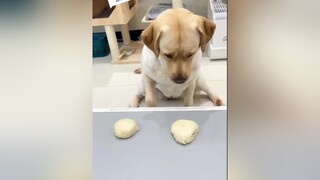 Trả lời   🤣🤣cứ bị khịa thôi chókhôn chó_cưng funny xuhuong dogs lovedog chócute thúcưng AnCungTikTok TikTokDieuKy StreetDanceVietNam