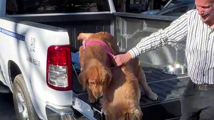 Anjing border collie saya dan walikota Golden Retriever bertengkar.