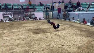 KORONADOS🔥 - 2 HITS SECOND FIGHT, WIN CHAMPION