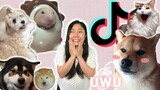The Cutest Animal On Tik Tok Japan│ Funny Trending Japanese TikTok #9