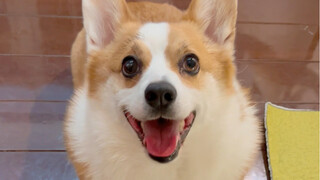 When you get a Corgi, it's like owning...
