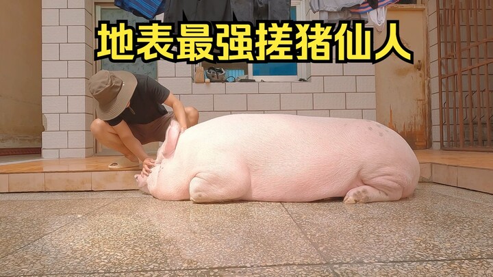 I might just become the person who’s scrubbed pigs the most in the world—I’ve somehow set myself a b