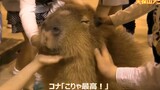 Capybara เป็นเพื่อนของทุกสิ่งจริงๆ มนุษย์ลูบลูกๆมันอย่างชอบใจ