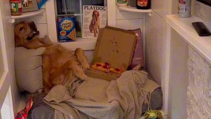 After Dad said he’d put on a bit of weight, Teddy kicked off his pizza buffet!