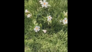 นี้งะเครดิต