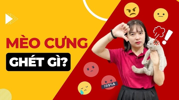 7 Điều Mà Mèo Cưng Rất Ghét - Hành Vi Của Thú Cưng | AZPET