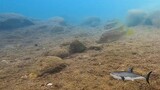 under water camera