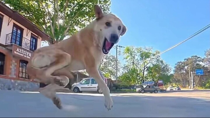 Man saves stray dogs