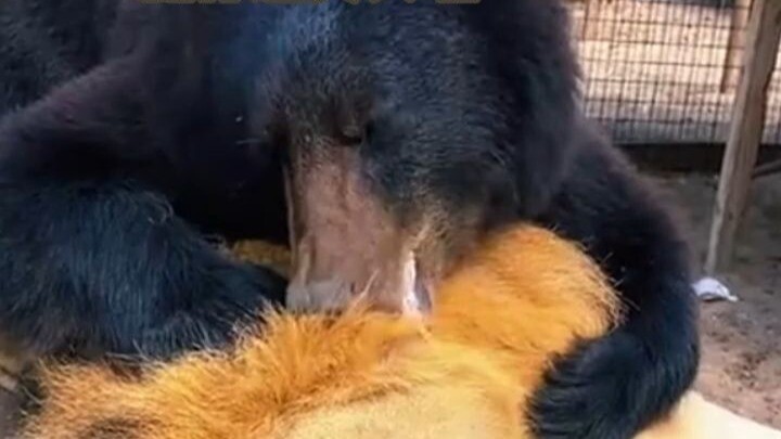 A bear who loves stirring up trouble!