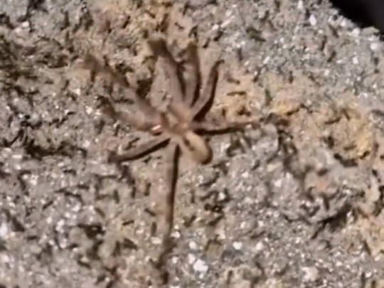 The Little Spider Silently Controlled by Ant-Man