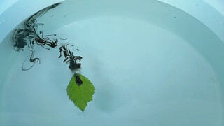 ใบไม้ที่ว่ายน้ำได้เหมือนเรือเล็กๆ เคยเห็นไหม? #รีวิวแฉความจริง#ทดลองสนุกๆ